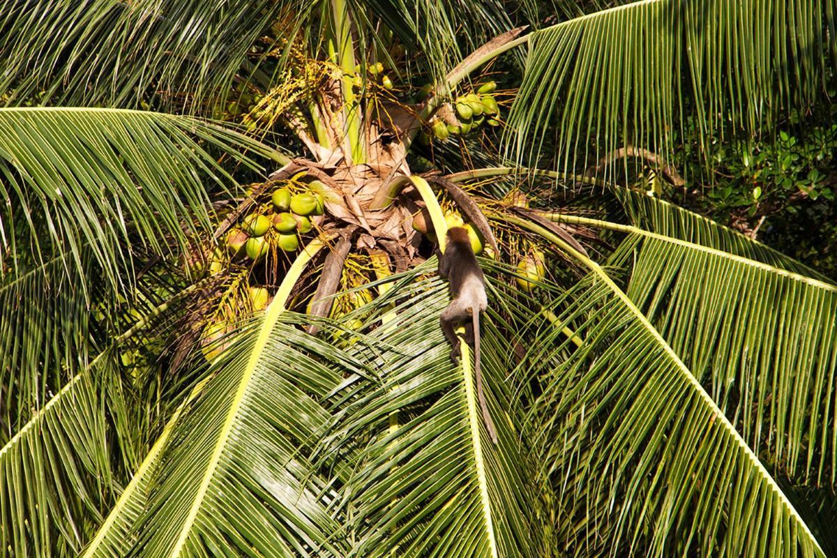 Sri Yoga Shala Bed and Breakfast Unawatuna Exteriör bild